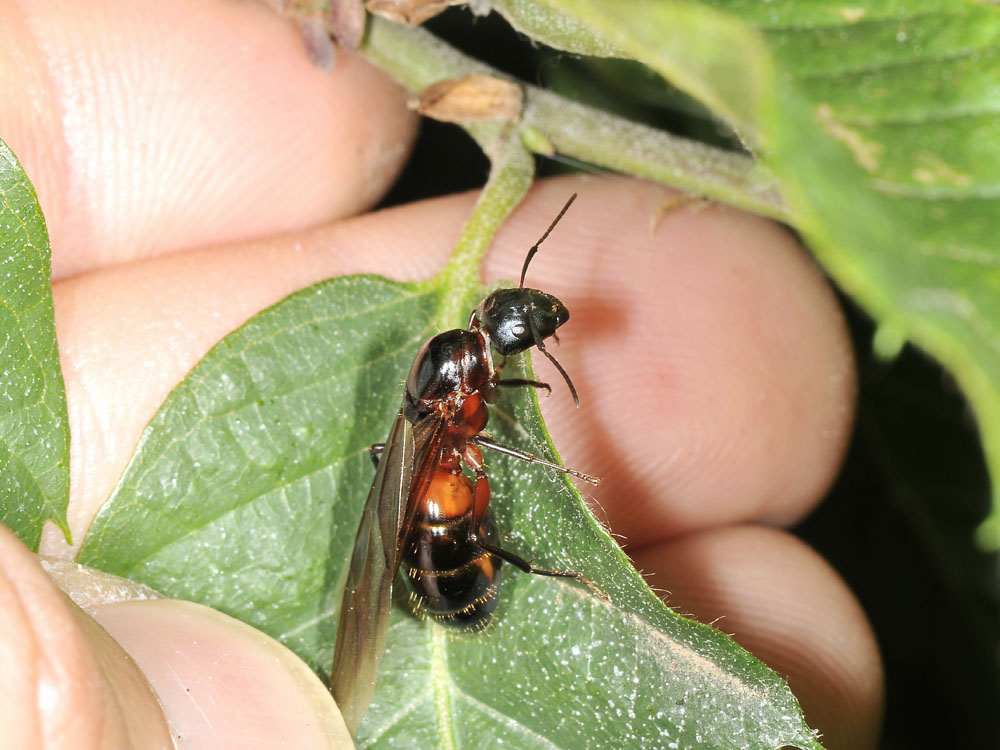 Camponotus ligniperda?